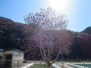 IMG_6036